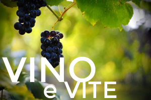 Vino e vite